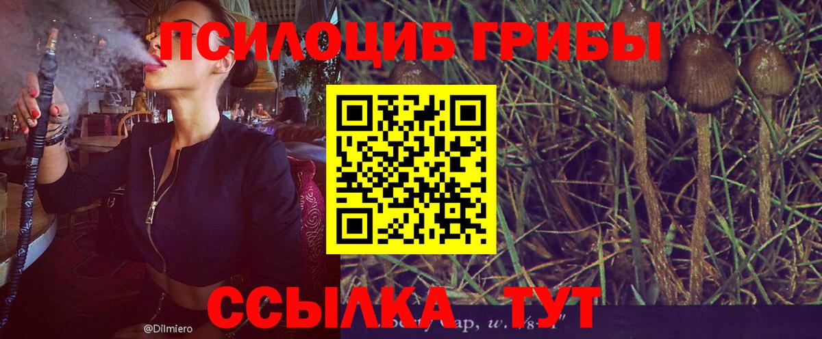 Галлюциногенные грибы Psilocybe  Вход с VPN  Галлюциногенные грибы мицелий  Будённовск 